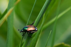 5 Natural Ways To Get Rid Of Japanese Beetles In Garden - Cultivating ...