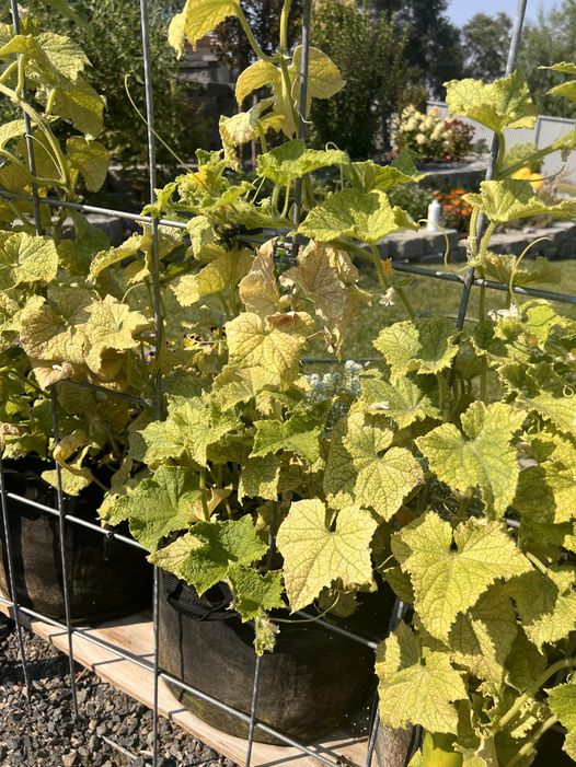 cucumber yellowing leaves