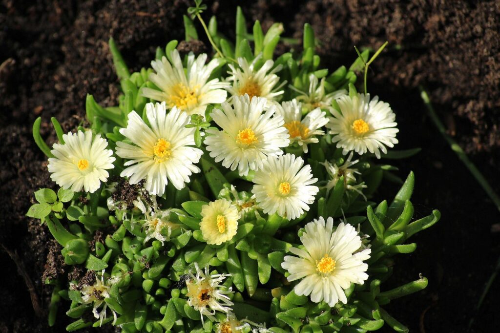 6 Best Flowers Not to Cut Back in Fall for a Stunning Winter Garden ...